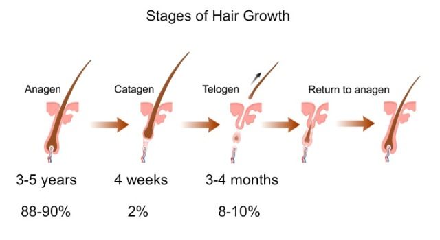 Hårets vækstfase